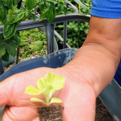 IMG_20250703_110831153_HDR_AE